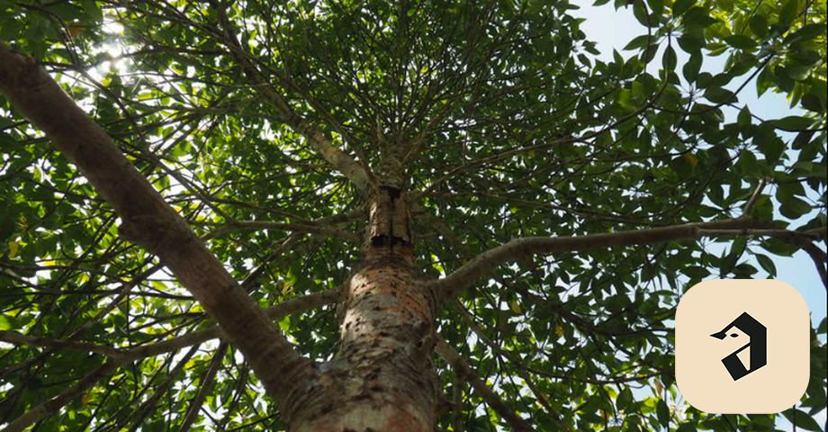 Rare species of mangrove found in Maldives - The Times of Addu